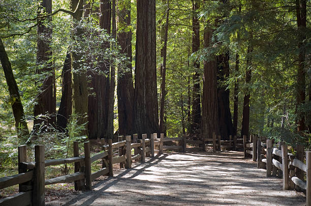 istock Redwood Forest Hiking Trail 91667201