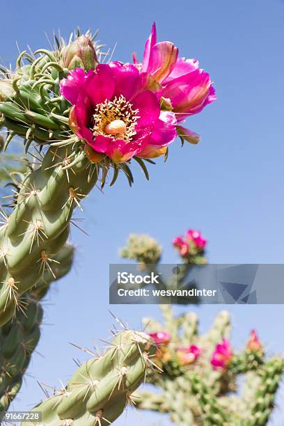 Cholla 咲きほこる - チョヤサボテンのストックフォトや画像を多数ご用意 - チョヤサボテン, 砂漠, 花