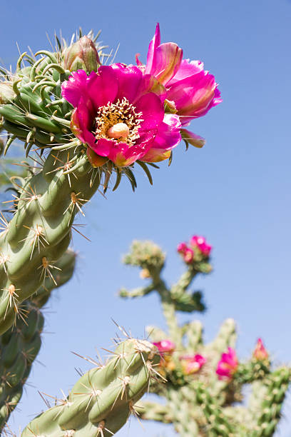 A Cholla cactus blooms, with a clear, blue sky in the background.\n\n\n[url=http://www.istockphoto.com/file_search.php?action=file&lightboxID=5854138][img]http://www.wesfoto.com/StockLink/DesertScenes.jpg[/img][/url]\n\n[url=http://www.istockphoto.com/file_search.php?action=file&lightboxID=5854167][img]http://www.wesfoto.com/StockLink/SnowintheDesert.jpg[/img][/url]