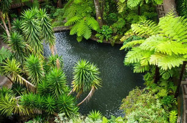 Photo of Tropical garden on Monte mountain - Funchal, Madeira island