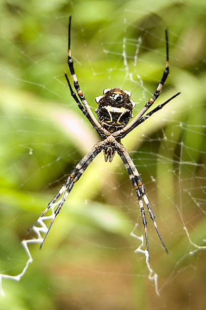istock Closeup of Spider in Web.  Argiope Orb Weaver. 91667351