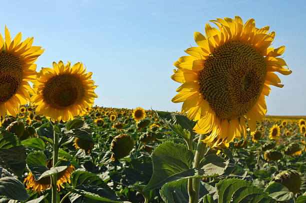 sunflowers en el sol - foto de stock