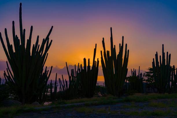 istock Caribbean island of Aruba 916680100