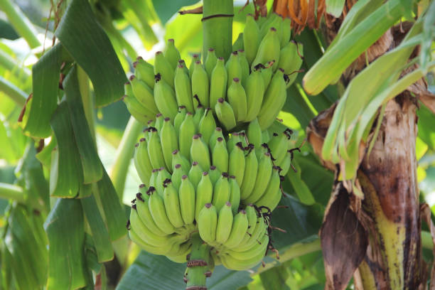 istock Bunch of green fresh banana growing on a tree, India. 916680280