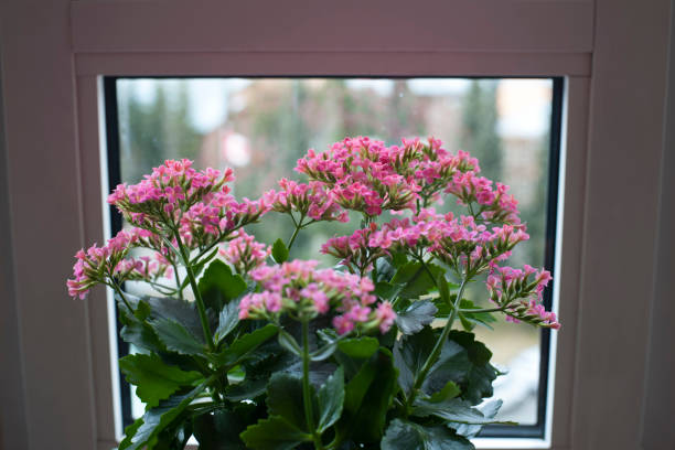 Kalanchoe blossfeldiana plant with pink flowers