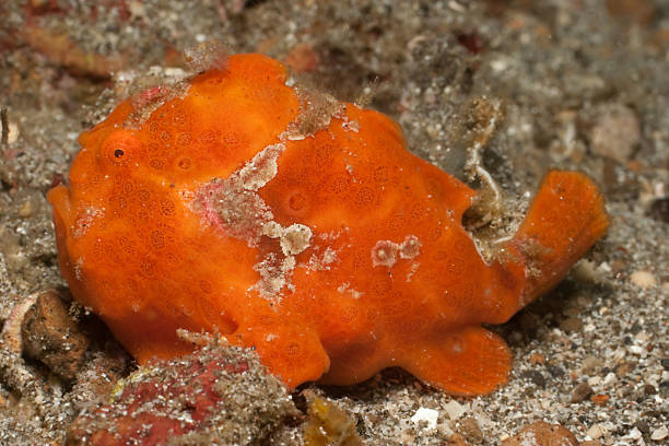 Lateral View of Painted Frogfish Antennarius pictus in Red Phase  red frog fish stock pictures, royalty-free photos & images