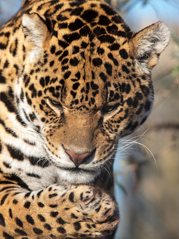 Jaguar Big Cat Grooming Stock Photo - Download Image Now - Animal, Animal  Body Part, Animal Mouth - iStock