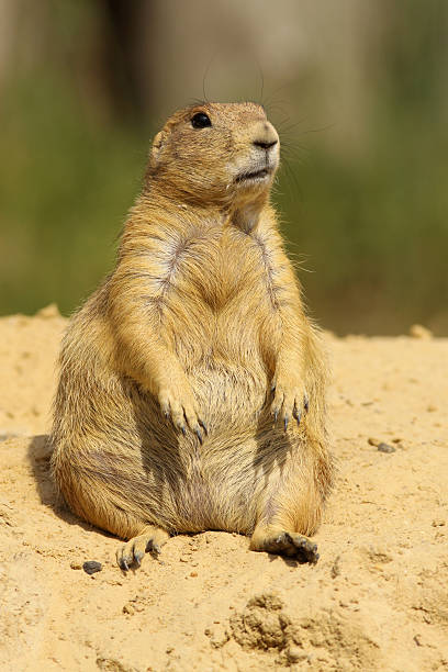 istock Prairie dog sitting 91668707