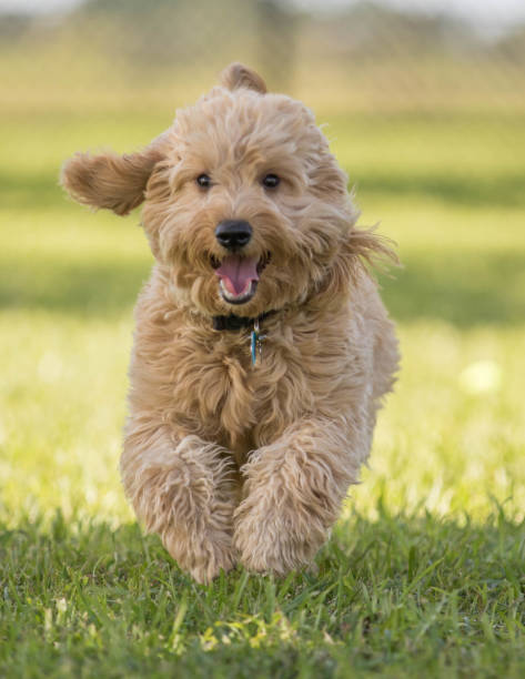 istock Cute puppy running and jumping on grass 916690242