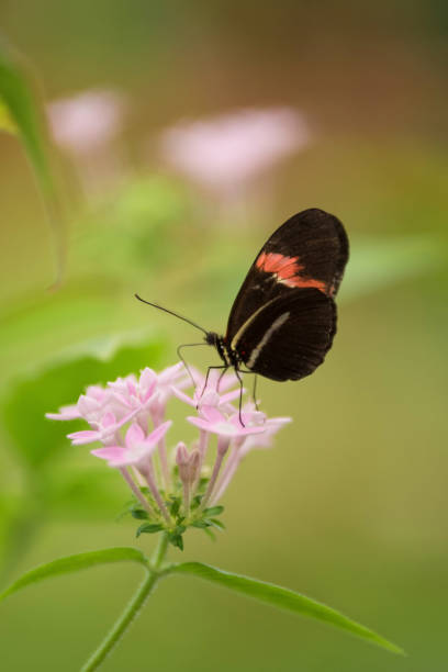istock Butterfly (Heliconus Melpomene) on pink flower. 916691288