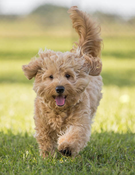 istock Cute puppy running toward camera on grass 916691444