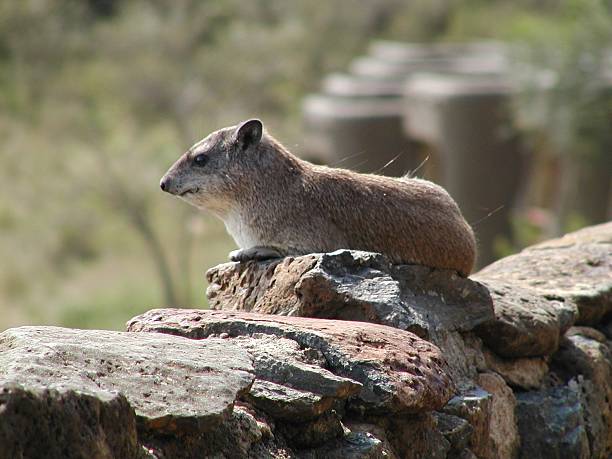 Dassie stock photo