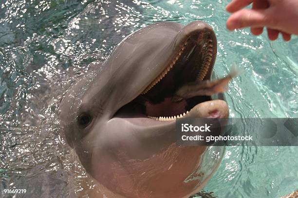 Foto de O Horário De Alimentação e mais fotos de stock de Alimentar - Alimentar, Golfinho - Cetáceo, Boca Animal