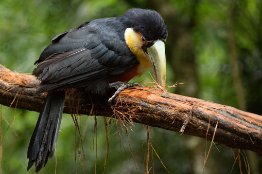 Aves en Foz do Iguacu photo