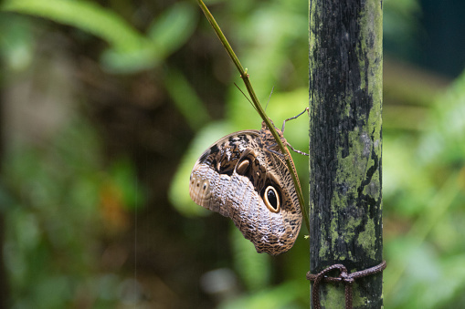 Mariposa en Foz do Iguacu photo