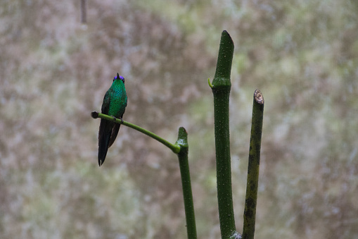 Aves en Foz do Iguacu photo