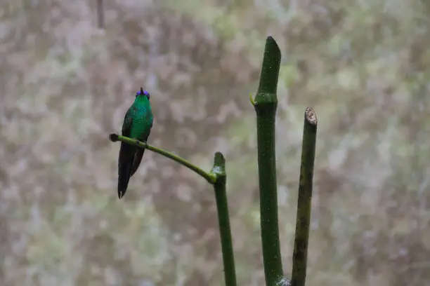 Bird at Foz do Iguacu, Brazil