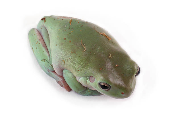 raganella dumpy - whites tree frog foto e immagini stock