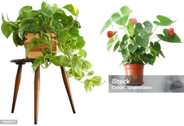 Houseplants 2 1 - つる性植物のストックフォトや画像を多数ご用意 - つる性植物, アルムリリー, イルミネーション