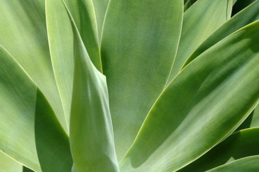 Close up of an agave typically found in Mexican settings.