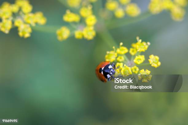 Jefe De Mariquita Foto de stock y más banco de imágenes de Aire libre - Aire libre, Amarillo - Color, Animal