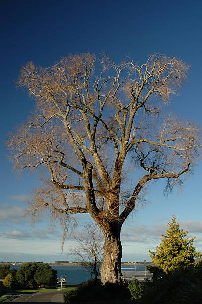große lone tree - poplar tree aspen tree tree winter stock-fotos und bilder