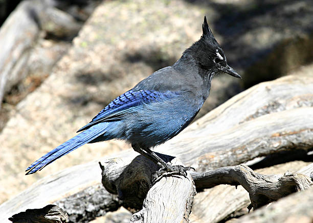 istock Blue Steller's Jay (Bluejay) On A Log Close-Up Profile 91669653