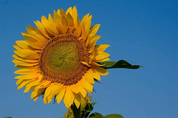 Photo of sunflower on blue