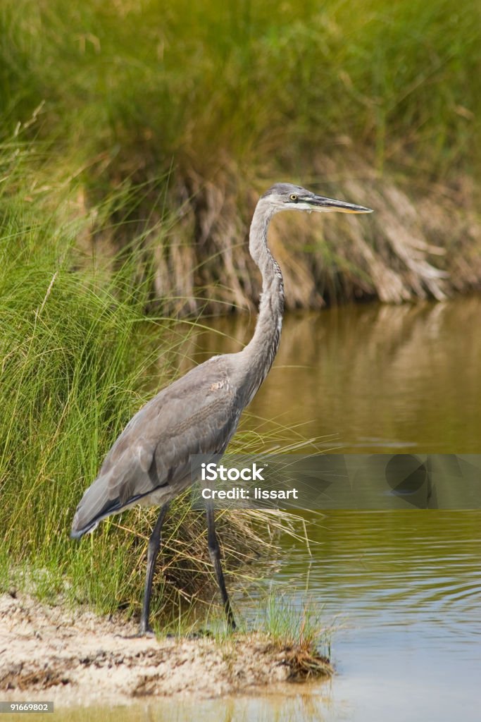 Garça-Azul-grande Habitat na Flórida - Foto de stock de Animal selvagem royalty-free