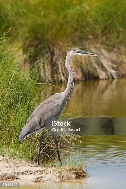 Foto de Garçaazulgrande Habitat Na Flórida e mais fotos de stock de Animal selvagem - Animal selvagem, Areia, Asa animal