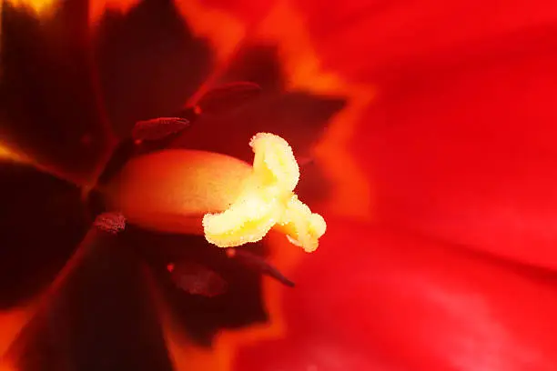 Photo of Closeup of tulip