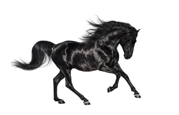 Galloping black Andalusian stallion isolated on white background. Galloping shiny black Andalusian stallion isolated on white background. stallion photos stock pictures, royalty-free photos & images