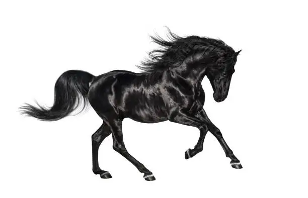 Photo of Galloping black Andalusian stallion isolated on white background.