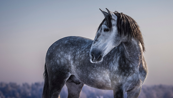 Horizontal portrait of gray Andalusian horse with winter evening skies.