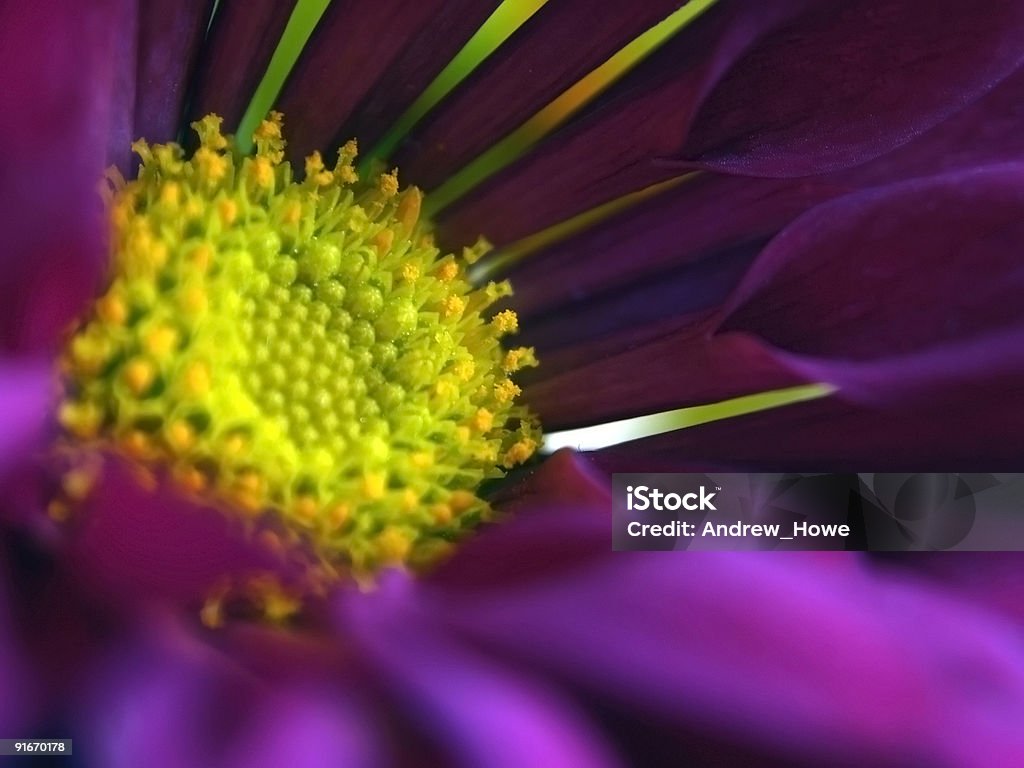 Fiore viola - Foto stock royalty-free di Composizione orizzontale