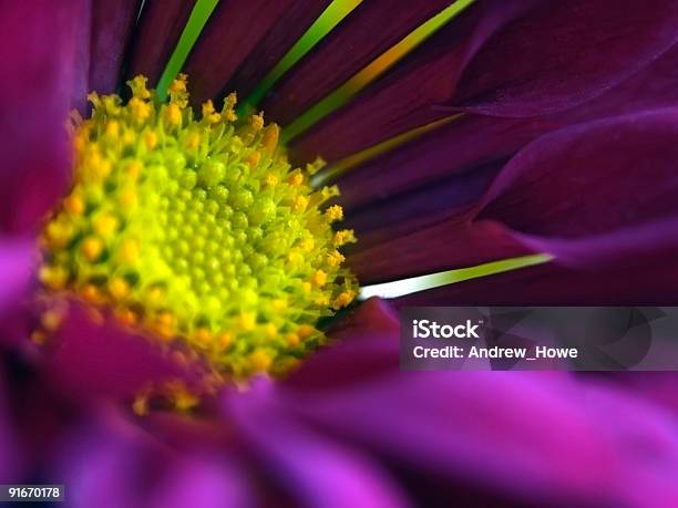 Fioletowy Kwiat - zdjęcia stockowe i więcej obrazów Bez ludzi - Bez ludzi, Fotografika, Horyzontalny