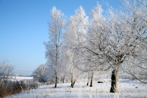 Frosty winter landscape during a beautiful winter day in the IJsseldelta region in Overijssel, The Netherlands. A row of frozen trees is vanishing in the distance.