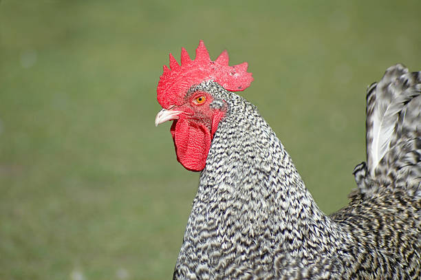 farm series: Rooster stock photo