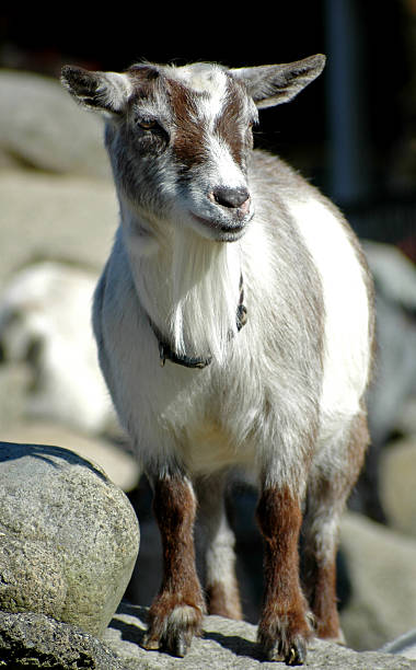 farm series: goat stock photo