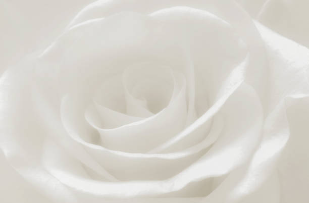 istock Close up white rose petals macro, abstract soft white background 916704588