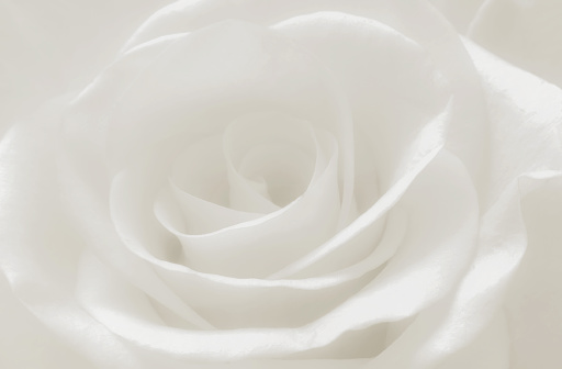 Close up white rose petals macro, abstract soft white background, creamy romance and soft flower high key style image