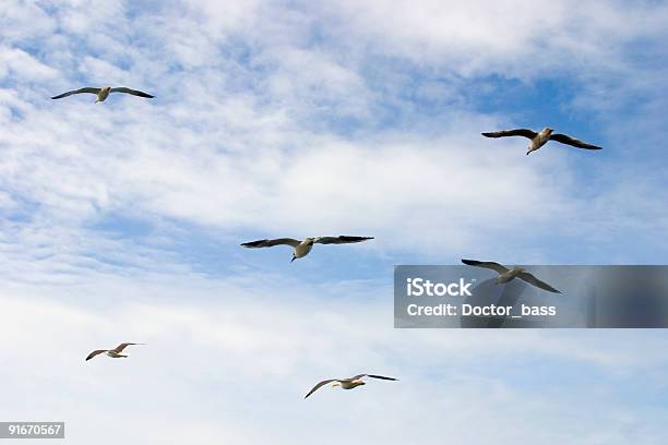 Ptaki - zdjęcia stockowe i więcej obrazów Bez ludzi - Bez ludzi, Chmura, Fotografika