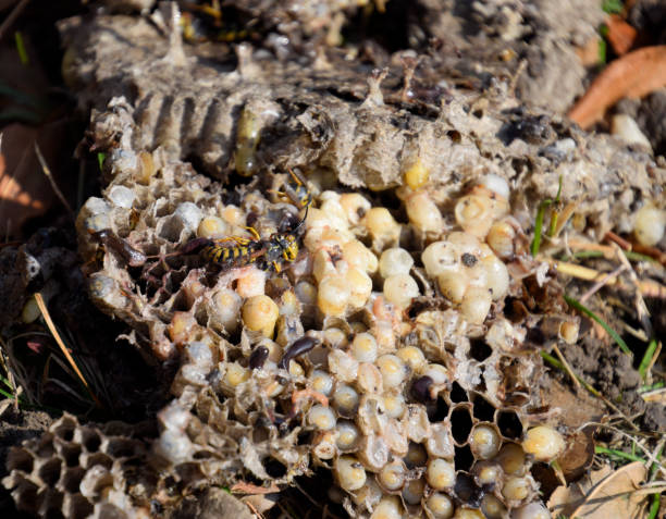 istock Vespula vulgaris. Destroyed hornet's nest. 916705784