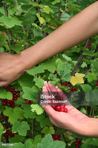 Ribes - Fotografie stock e altre immagini di Aiuola - Aiuola, Alimentazione sana, Ambientazione esterna