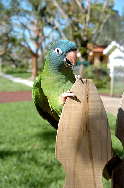 Parrot 2 stock photo