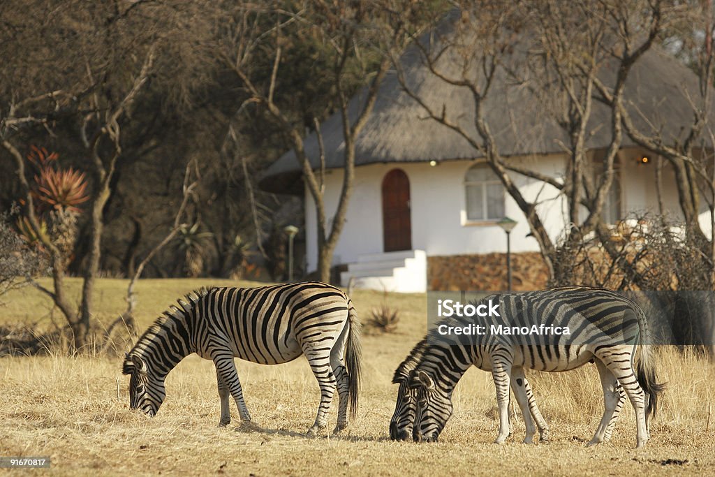 Zebra e Lodge África do Sul - Royalty-free Animal Foto de stock