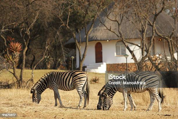 Zebra E Lodge África Do Sul - Fotografias de stock e mais imagens de Animal - Animal, Animal de Safari, Ao Ar Livre