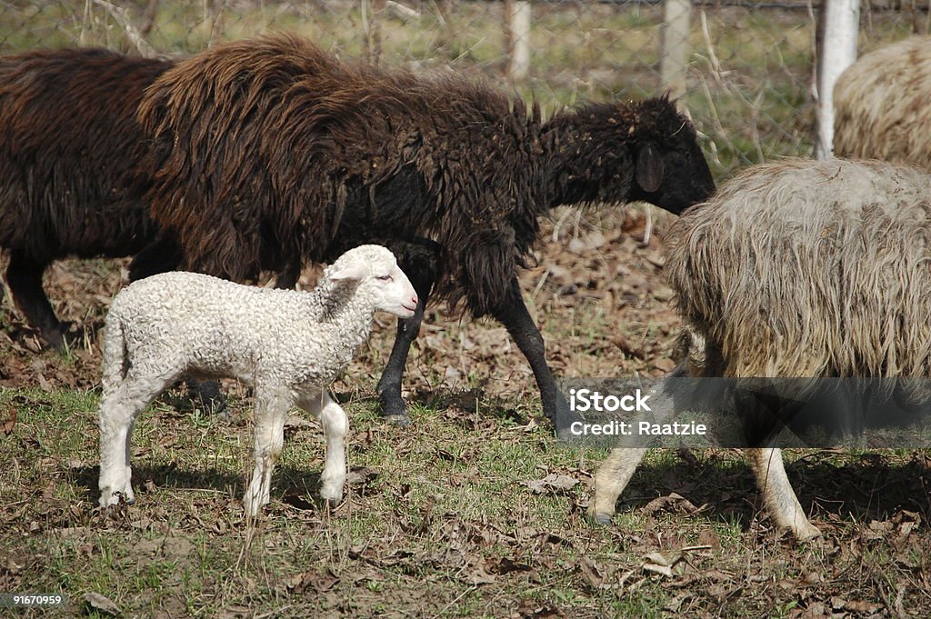 Jedna biały Lamb - Zbiór zdjęć royalty-free (Biały)