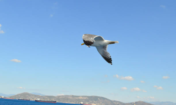 istock White seagull flying over Saronic Gulf in Greece 916709960