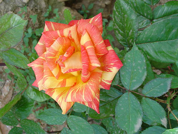 red and yellow rose stock photo
